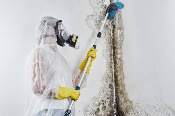 Best Environmental Consulting for Mold Prevention  in Woodland Park, CO